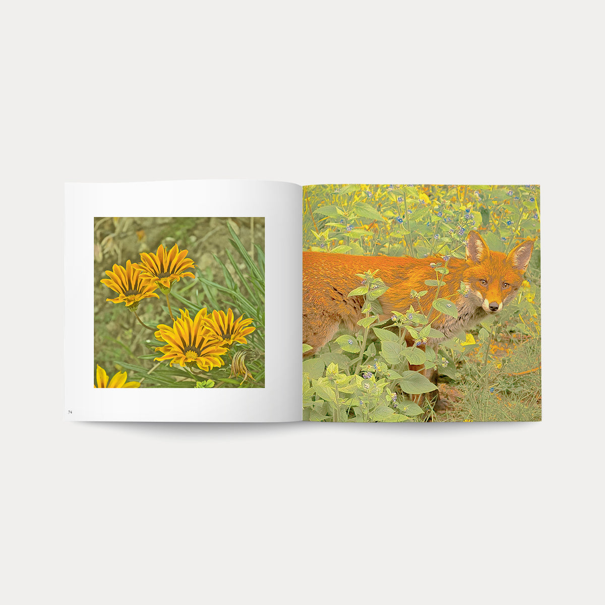 Book Magic Garden