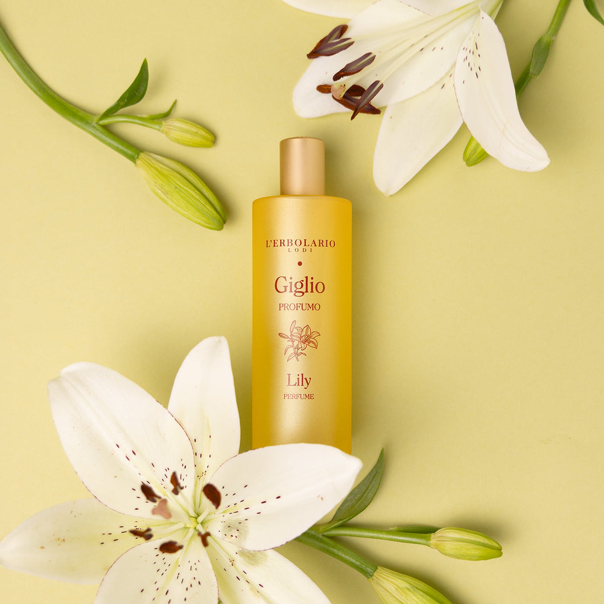 Perfume Lily