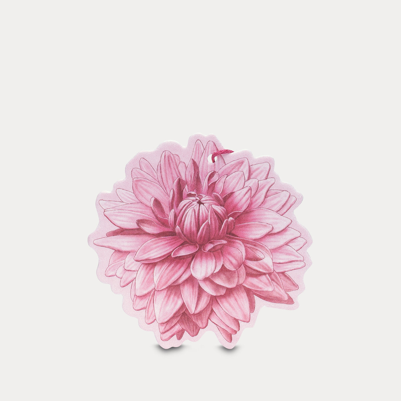 Multipurpose Perfumed Flower Shades of Dahlia