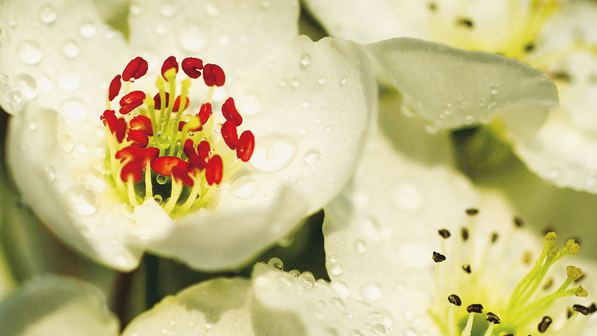 Effectiveness and safety